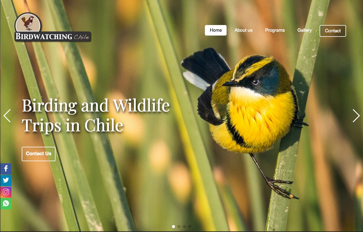 Birding in Chile